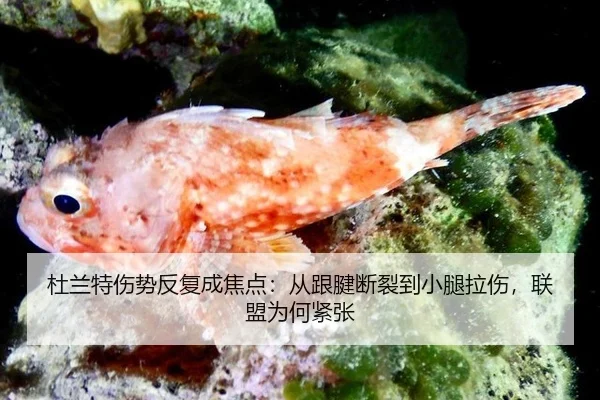 杜兰特伤势反复成焦点：从跟腱断裂到小腿拉伤，联盟为何紧张